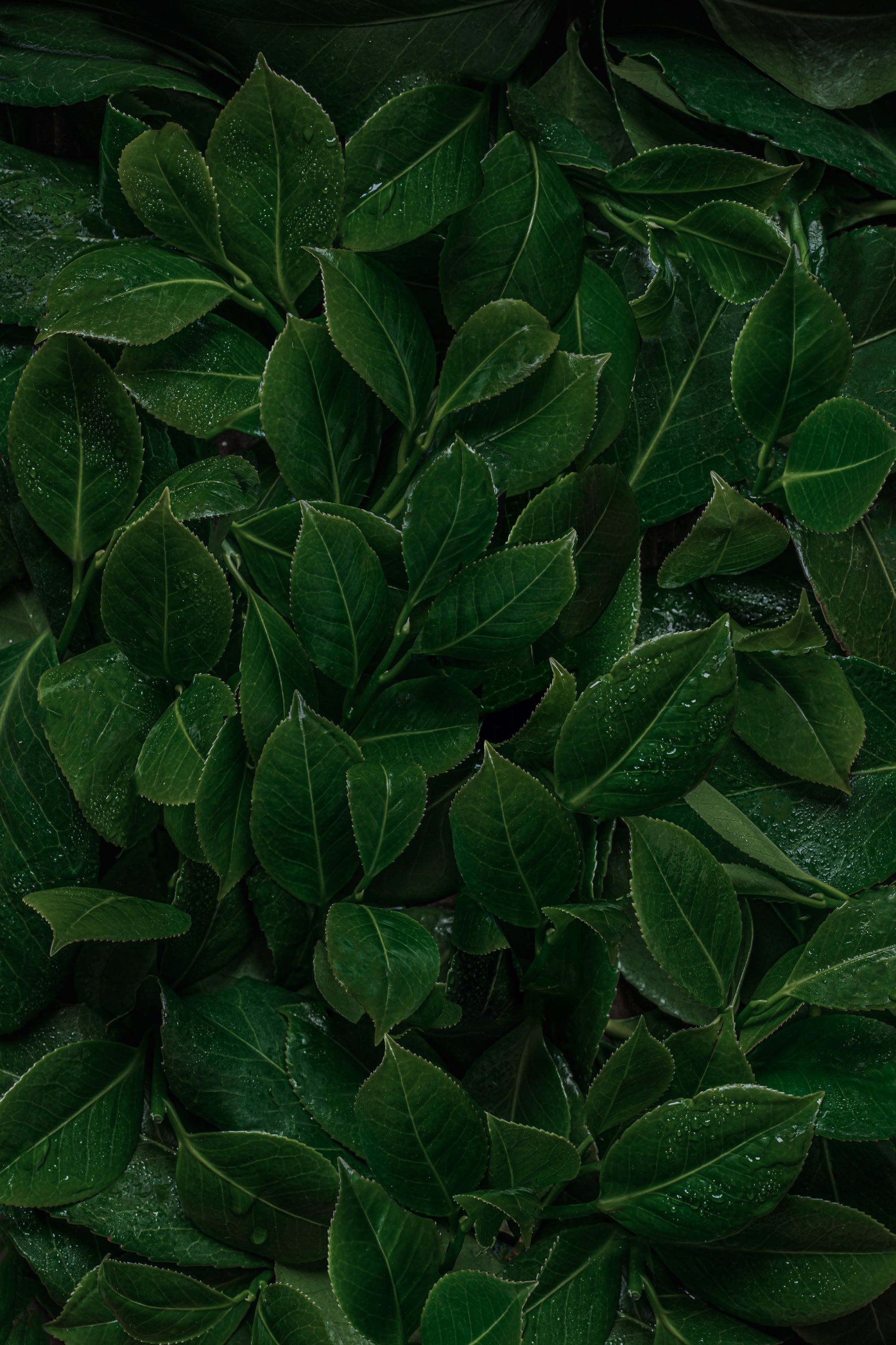 Brio Maté Energy Drink Naturel Bio canette 250ml feuilles yerbamaté original background