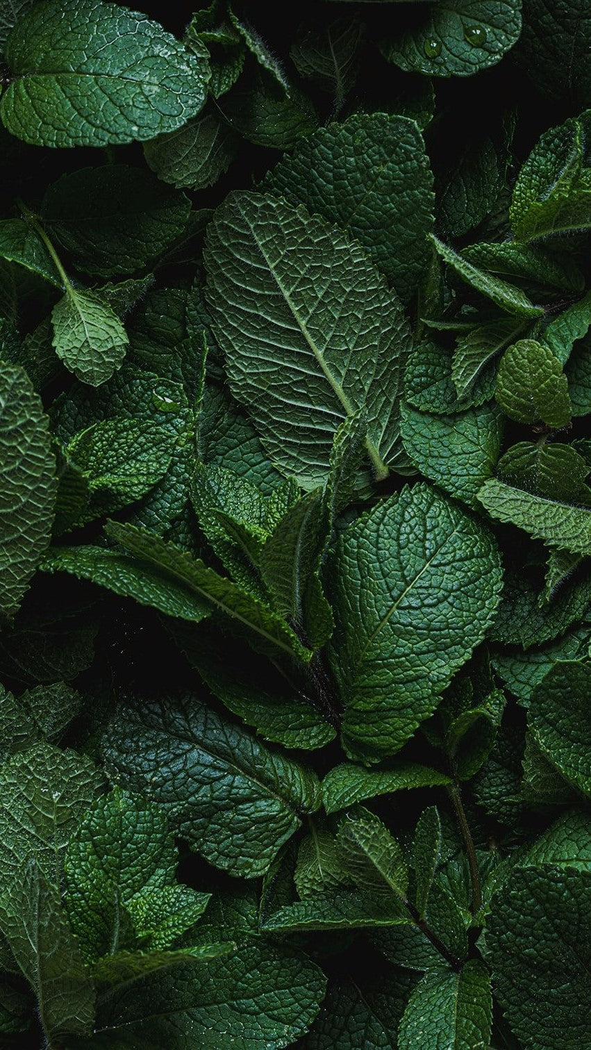 Brio Maté Energy Drink Naturel Bio mint leaves background